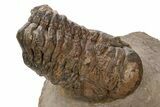 Fossil Crotalocephalina Trilobite - Atchana, Morocco #331930-3